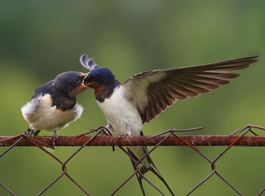 Es ist ein Hauch ...