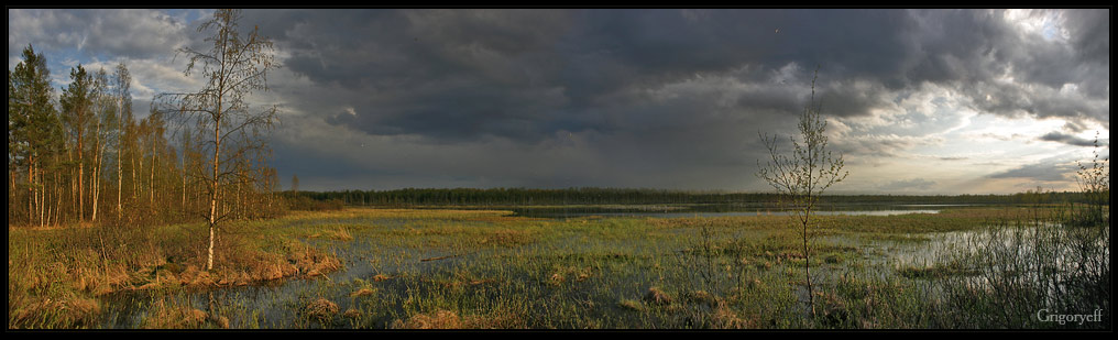 Station Donau. Ente Sumpf