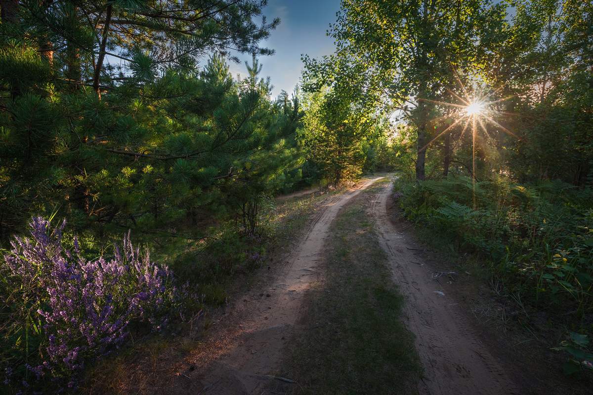 Heidekraut, Abend-und Spur.