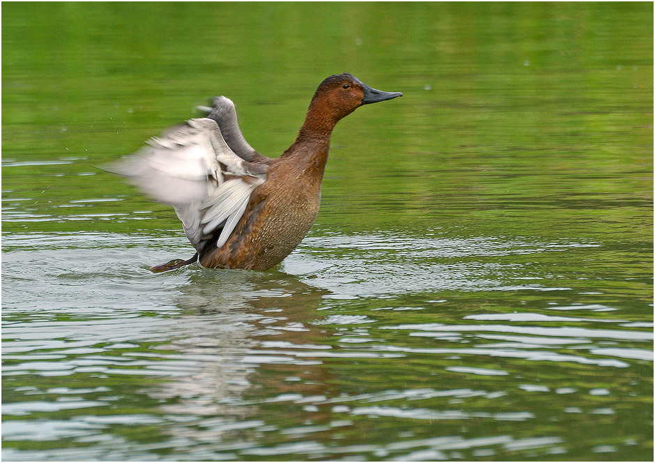 Und ich flieg, flieg ich ...