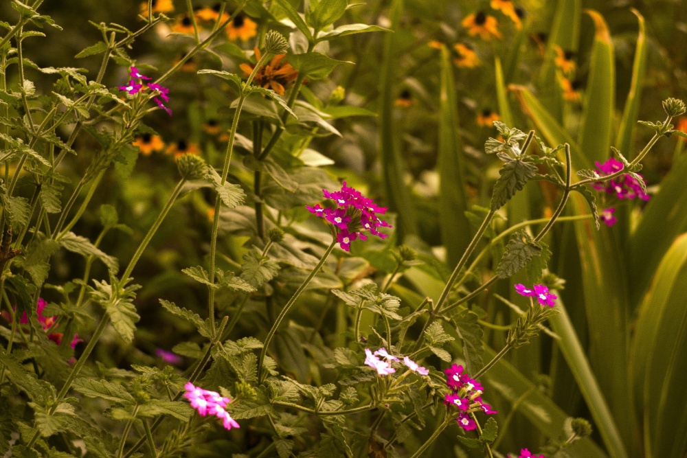 wenn der Sommer verblasst zu fallen