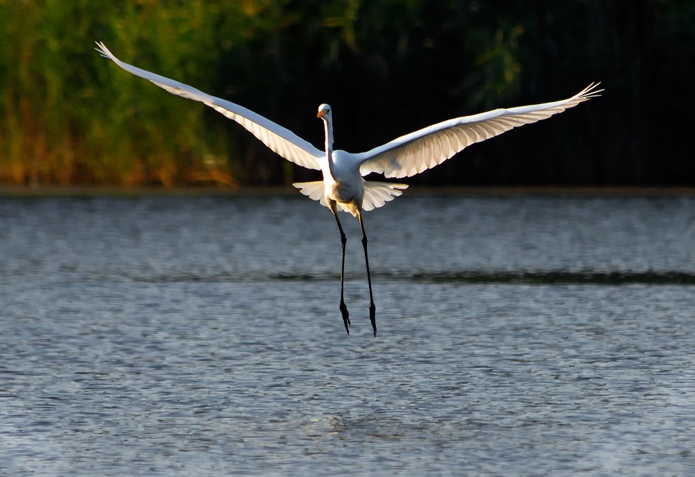 In den Strahlen der Morgendämmerung.