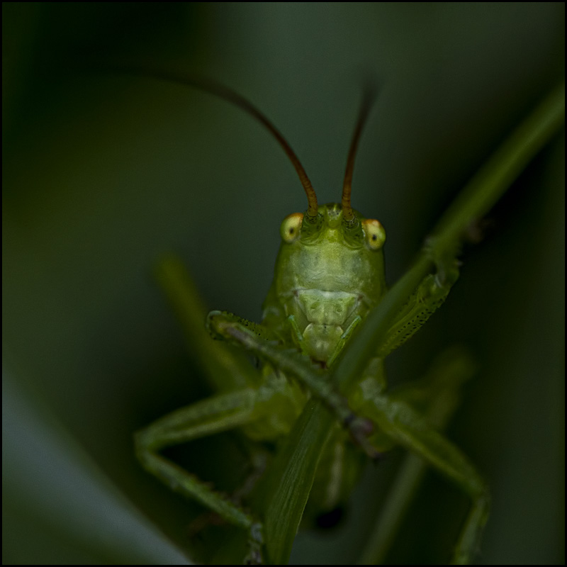 in die Augen! :) ((Erste Fassung)