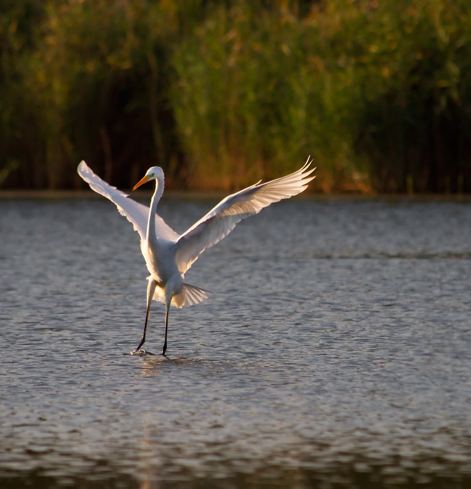 Eine anmutige Landung.