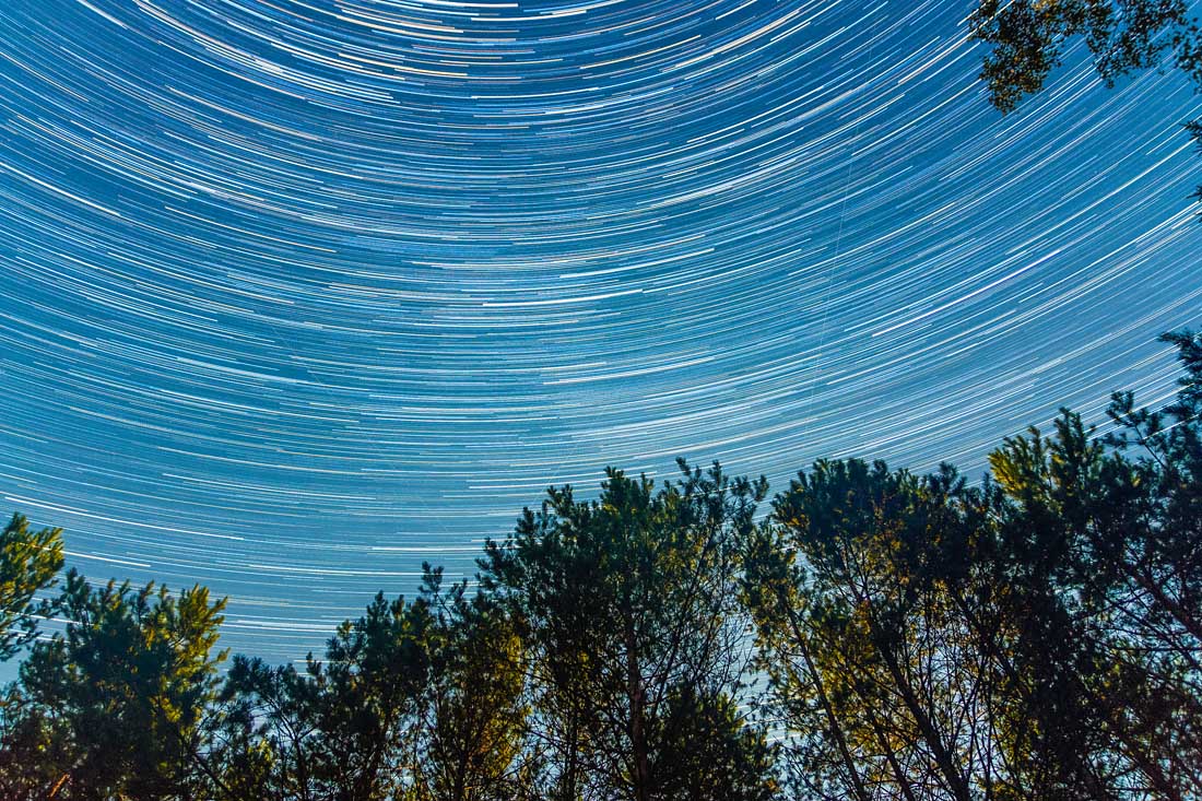 Stars in den Kiefernwald