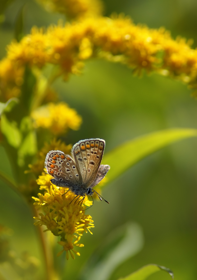Kupfer-Schmetterling