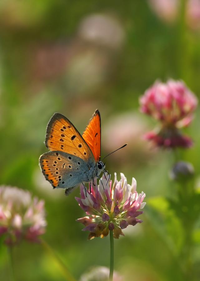 Tscherwonez ungepaarten