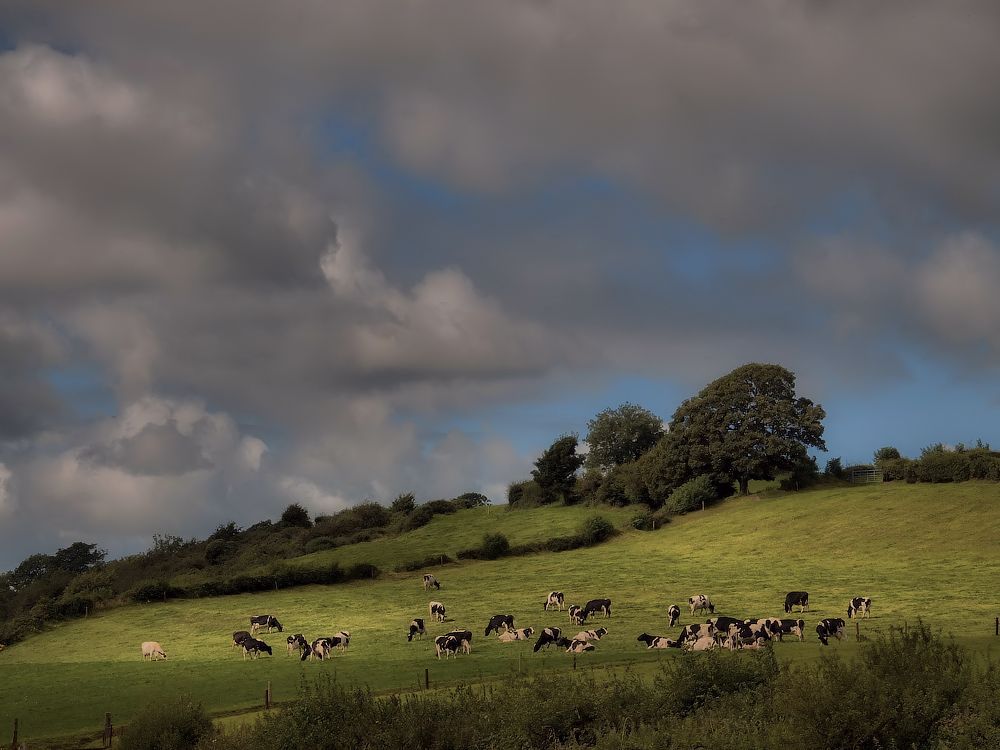 An den Hängen des ......