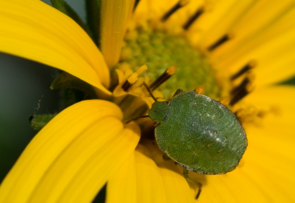 Earthlings, wir sind hier!