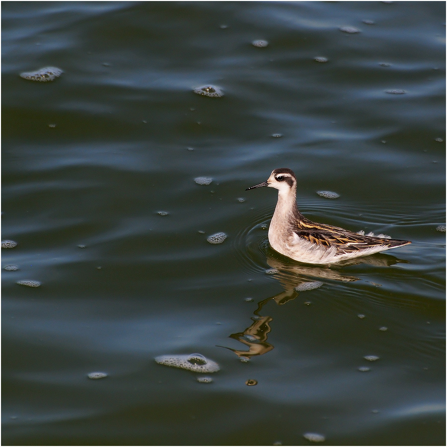 Phalarope