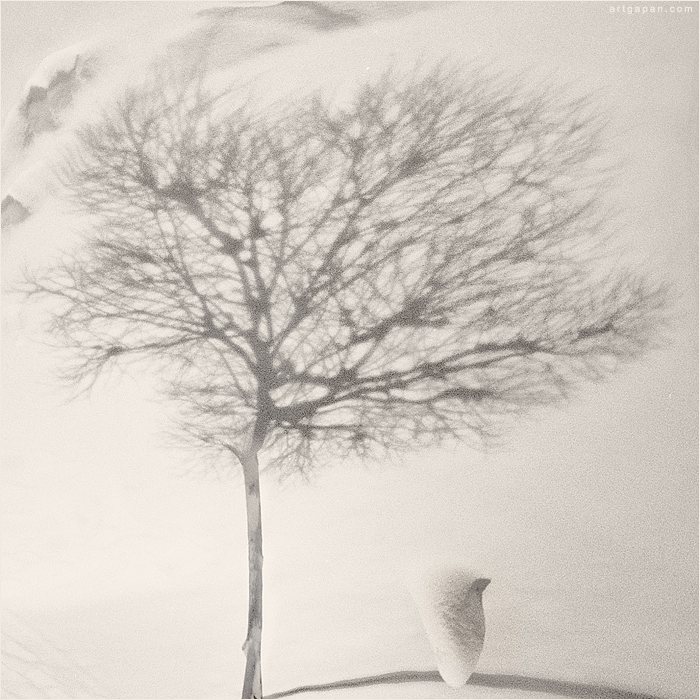 [Auf dem kleinen GvinPina, die ich habe noch nie einen Baum gesehen ...]