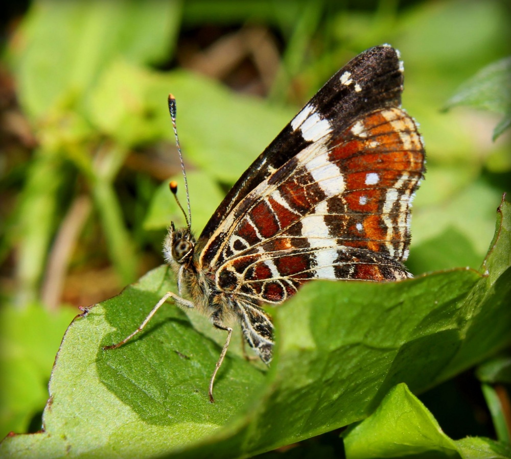 Schmetterling
