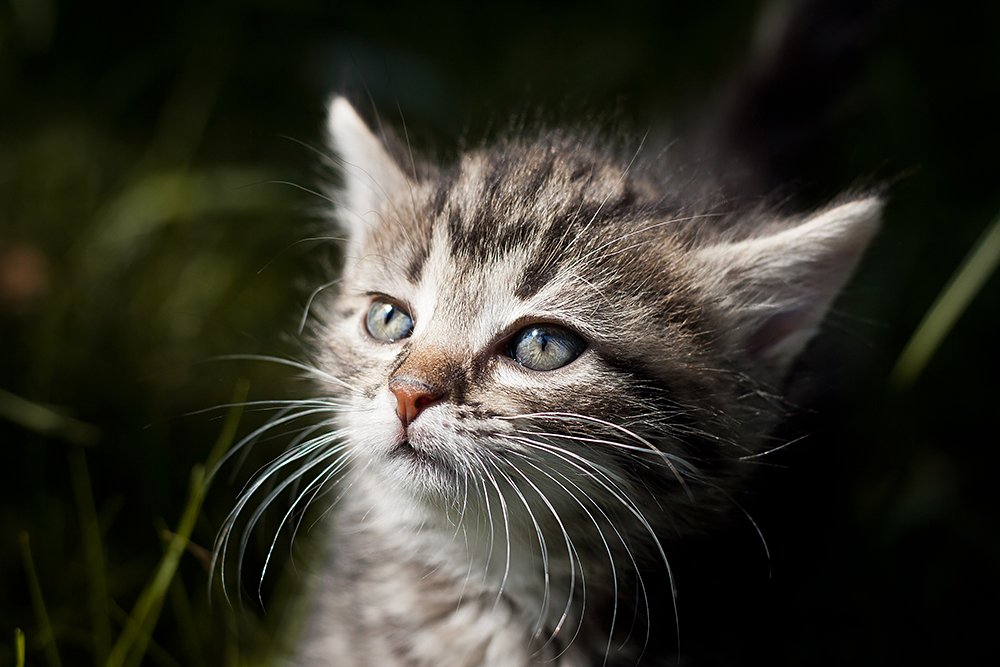 Und in meinem Herzen Ich tiger ...