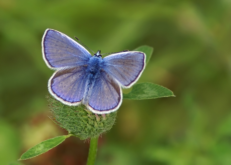 Kupfer-Schmetterling