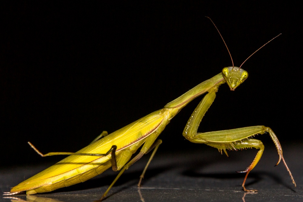 Was ist für Abendessen?