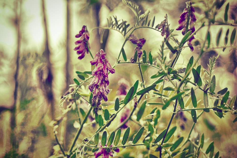 im regnerischen Dunst