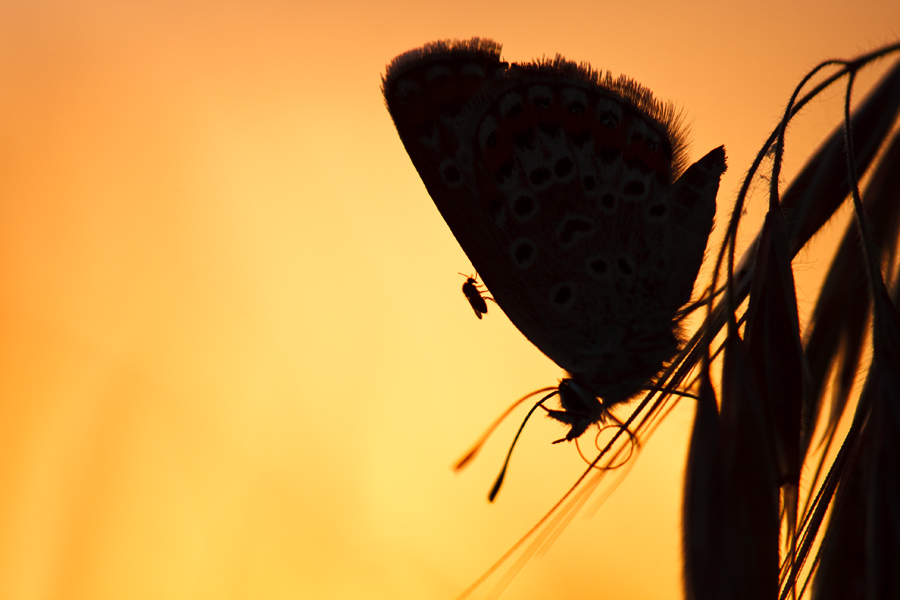 Der Elefant und die Schoßhunde