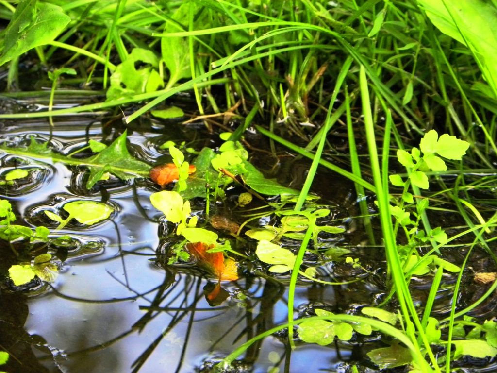 nach regen am Donnerstag
