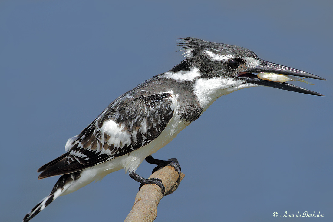 Little Pied Kingfisher