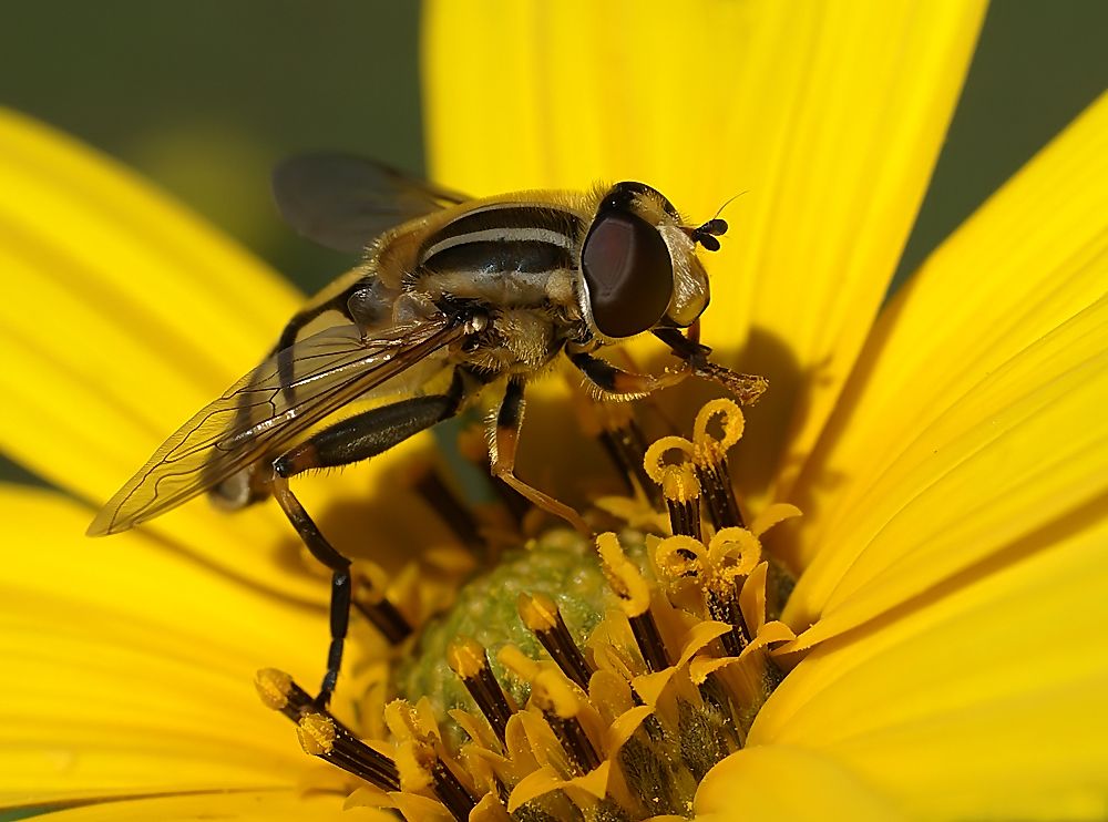 "Мармеладная муха"  Журчалка