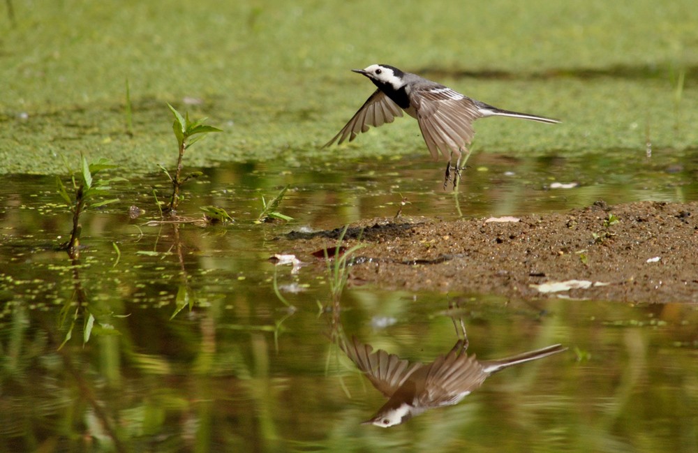 Auf dem Vormarsch ....