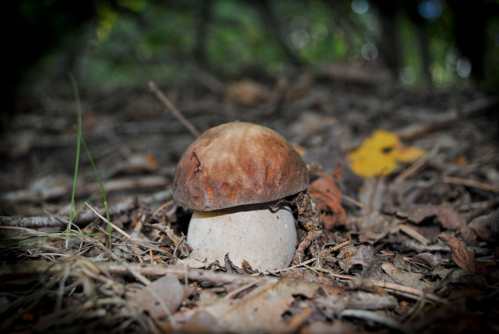 Borovichok einsam :)