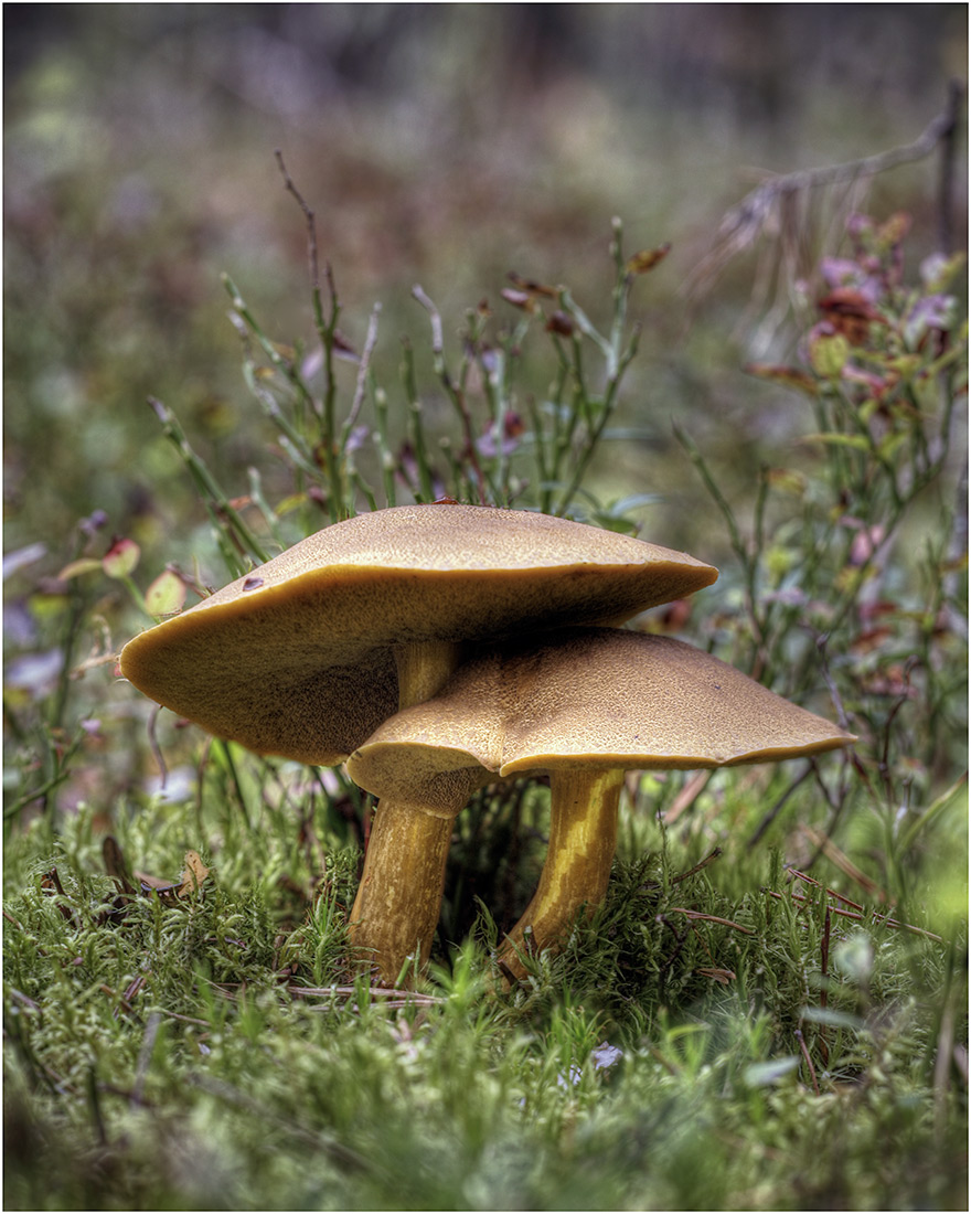 Russische Tandem ..... fast!