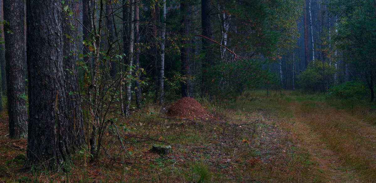 Sketch mit Ameisenhaufen 2