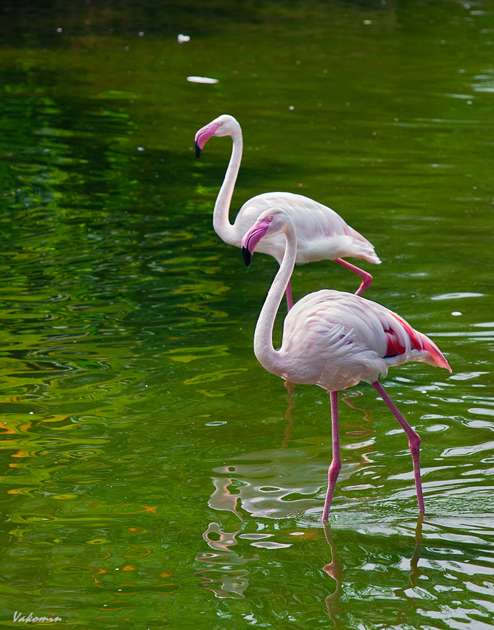 Pink Flamingos - Kind Sonnenuntergang ..