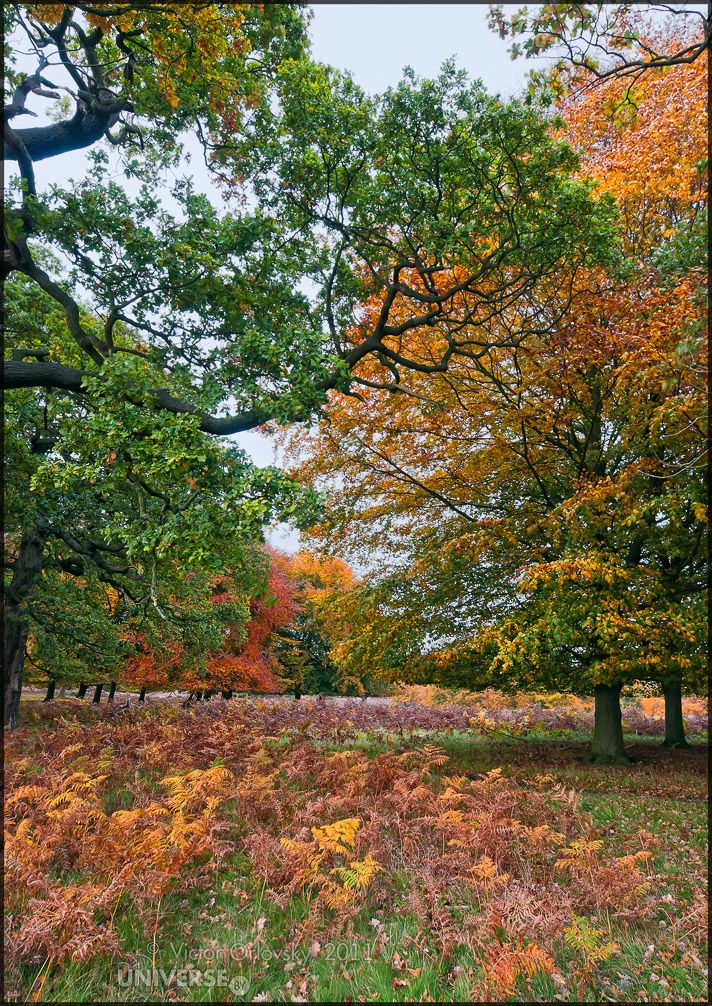 London. Richmond Park. Farben des Herbstes