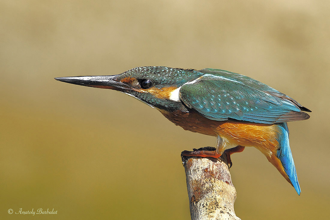 Beim Anblick der Beute