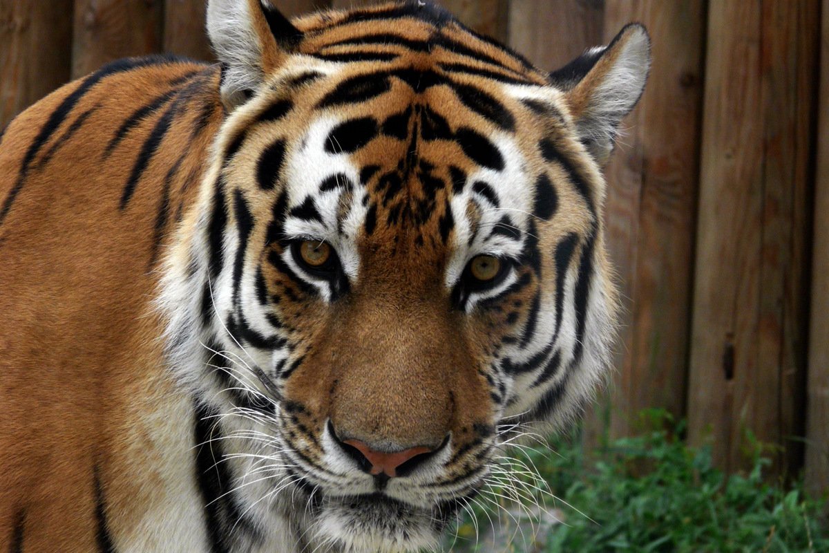 Sehnsucht nach dem Willen der