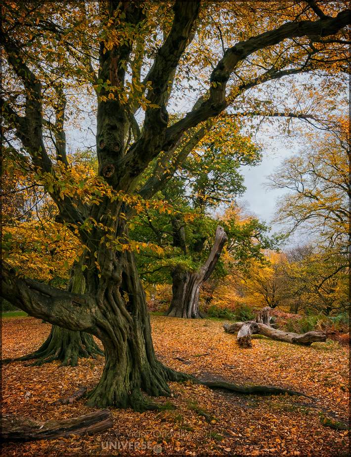 Richmond Park. Farben des Herbstes # 11