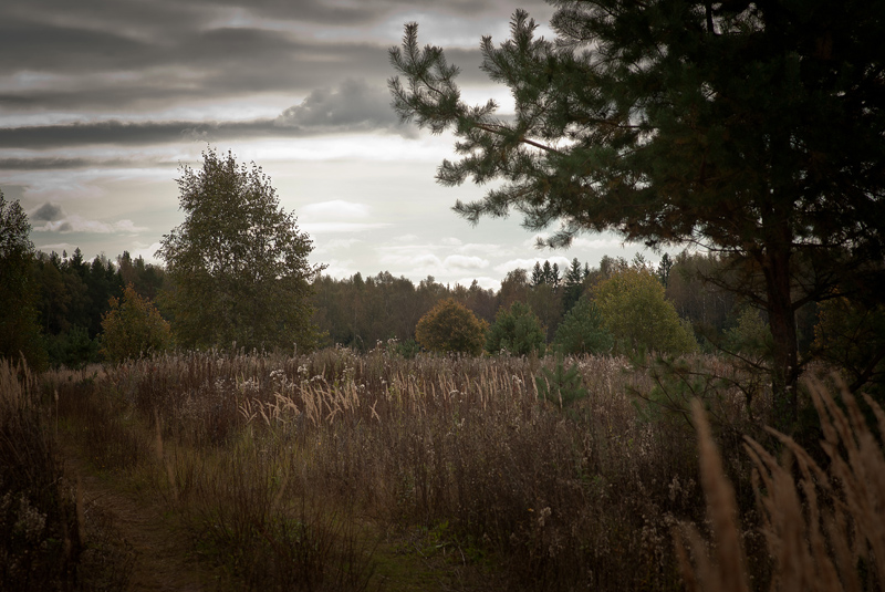 Der Wald ist mein (3)