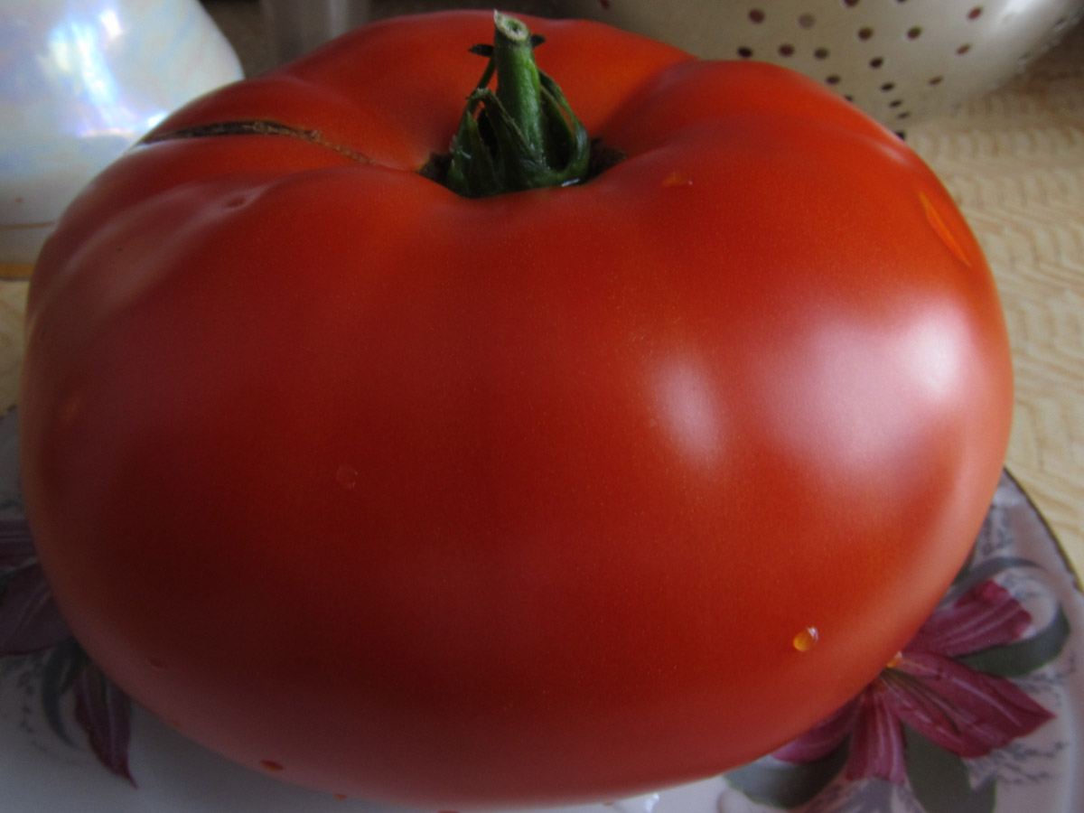 Siner Tomaten