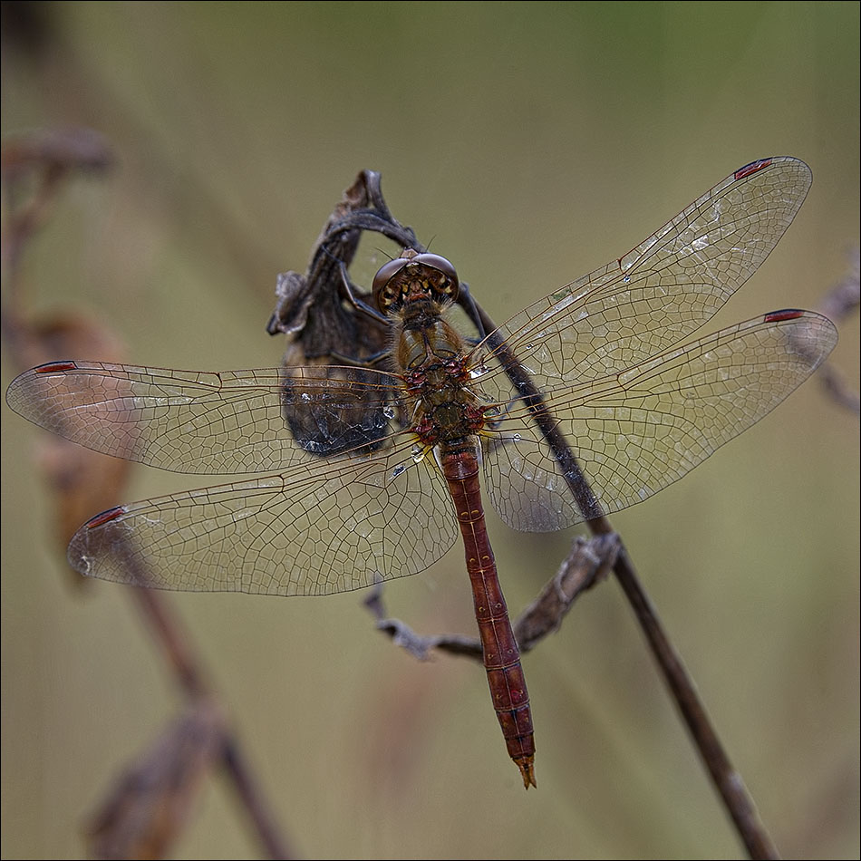 «, Unterbrach Flug"