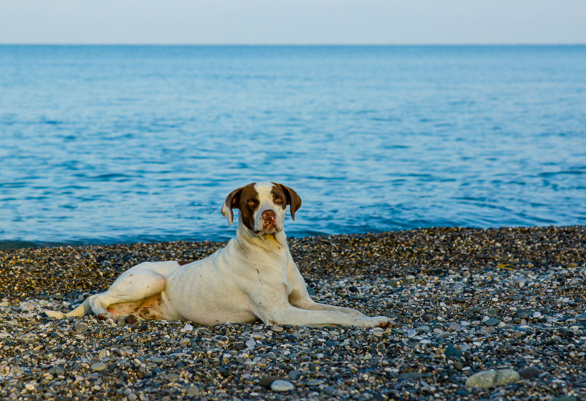 Der Hund und das Meer