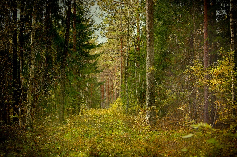 Der Wald ist mein (5)