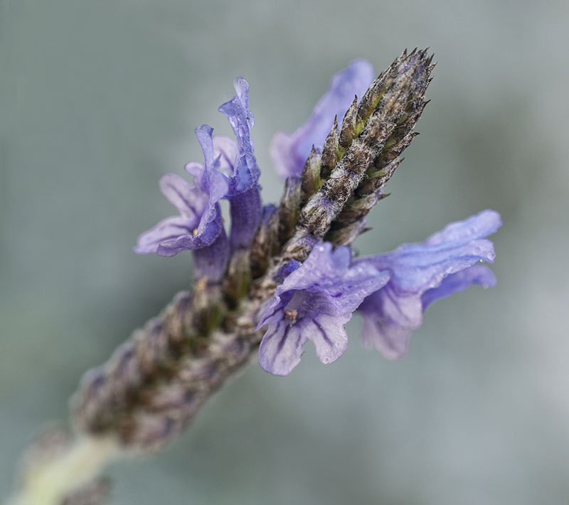 Autumn Lavender