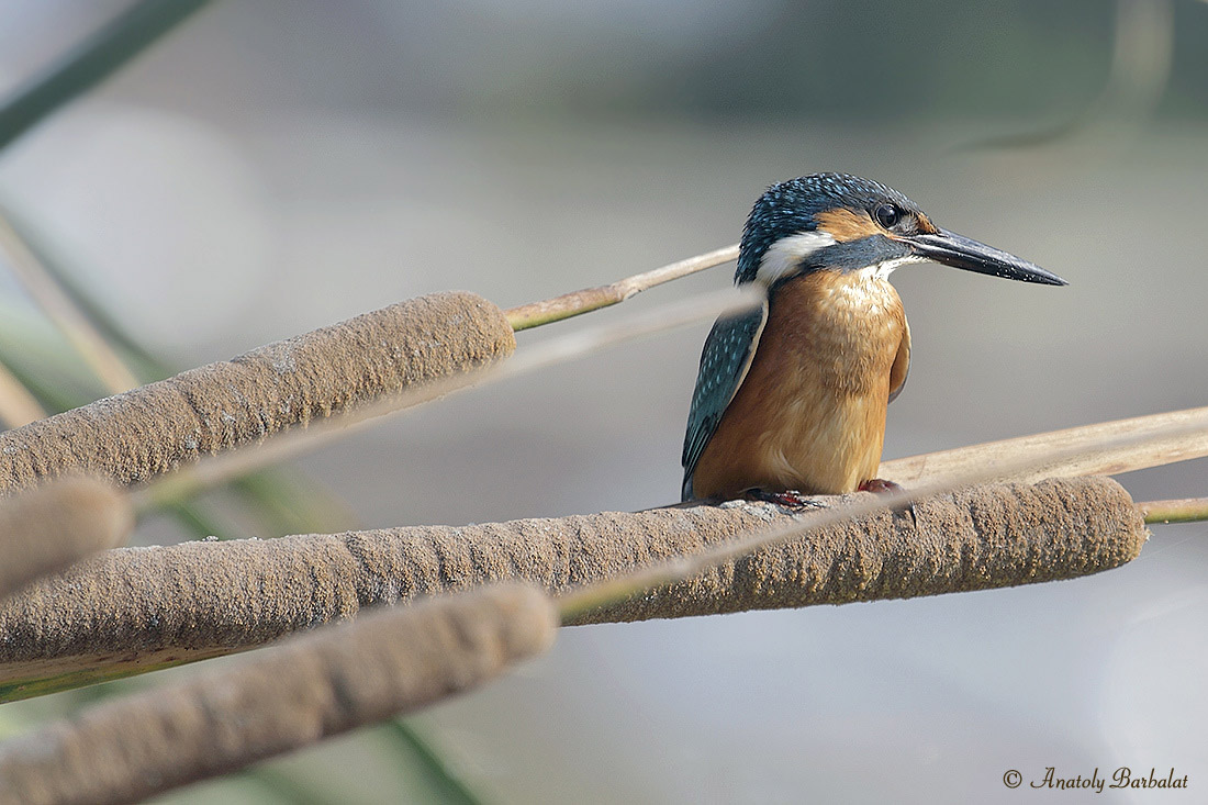 Irgendwo im Schilf ..