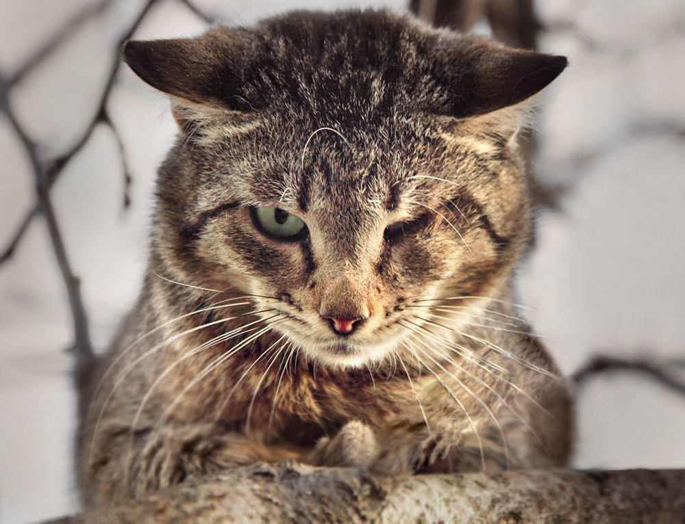 One-eyed Gangster Look