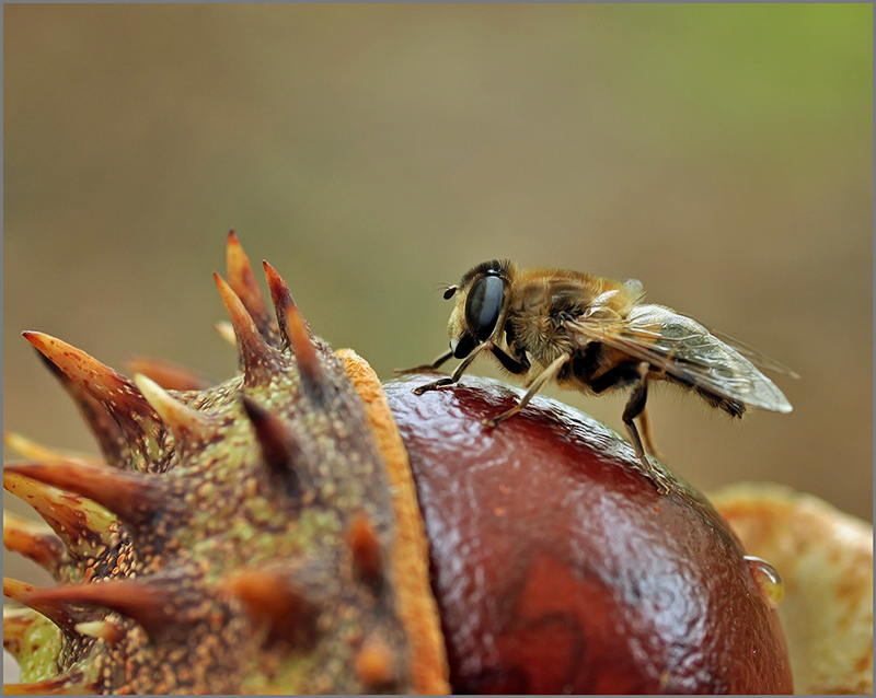 Boy und Kastanie ...