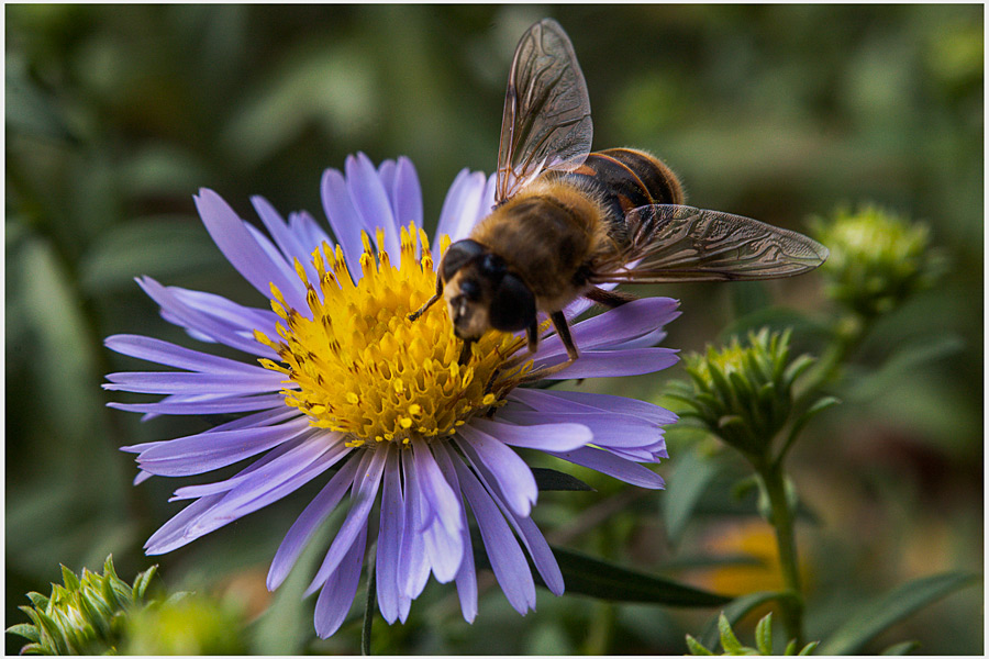 Cover, das letzte Nektar.