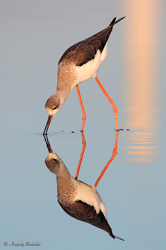 Mirror, mirror sagen mir ...