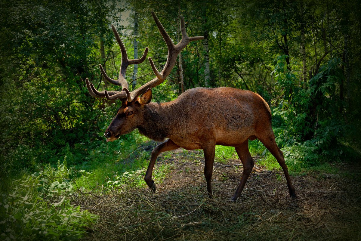 Das Treffen in den Wald
