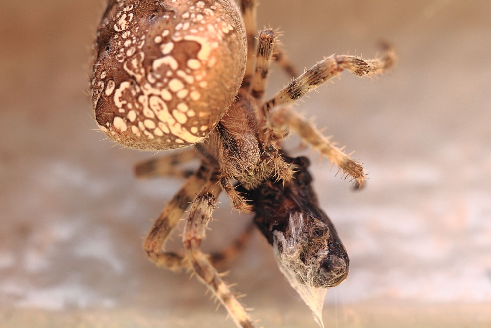 Ein köstliches Abendessen