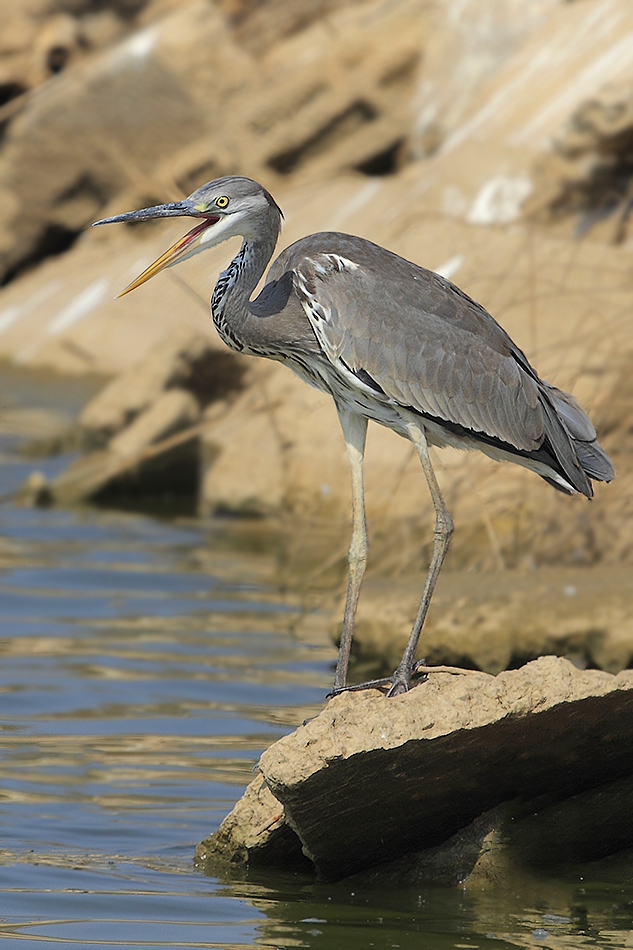 Grey Heron Creek