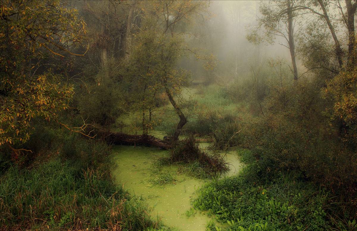 Morgen in den Urwald von Bialowieza