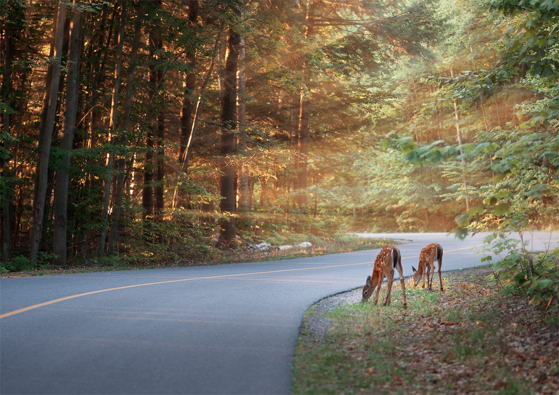 Morgen im kanadischen Wald