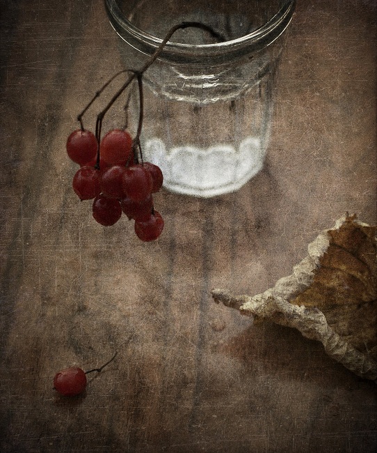 Die Bitterkeit red viburnum ...